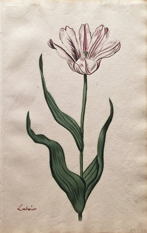 School of Anthony Claesz II (Dutch, 1607-1649), Tulip Study, Lafoisr