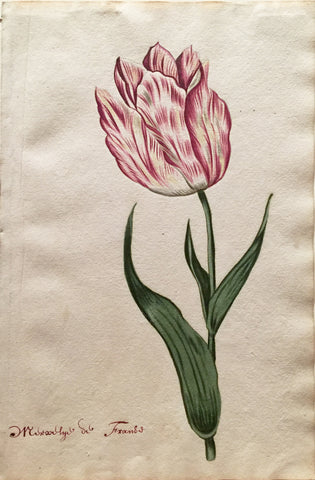 School of Anthony Claesz II (Dutch, 1607-1649), Tulip Study, Mirsalye de Frands