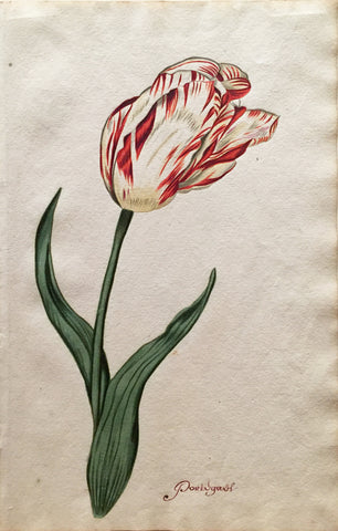 School of Anthony Claesz II (Dutch, 1607-1649), Tulip Study, Portugaul