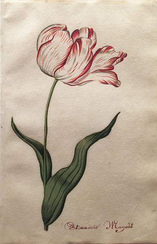 School of Anthony Claesz II (Dutch, 1607-1649), Tulip Study, Rloscandos Magnus
