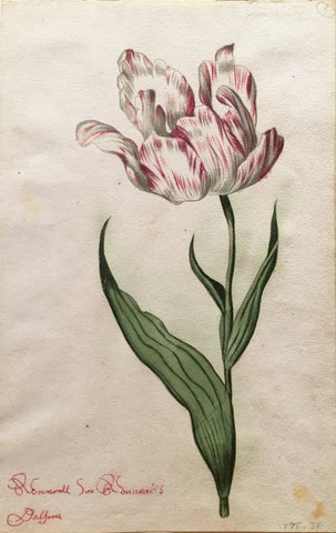School of Anthony Claesz II (Dutch, 1607-1649), Tulip Study, Ronnell sux Sonnadts Dalfores