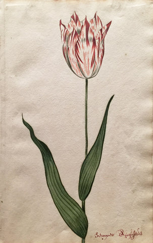 School of Anthony Claesz II (Dutch, 1607-1649), Tulip Study, Sumyasr Rugnftus
