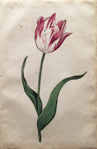 School of Anthony Claesz II (Dutch, 1607-1649), Tulip Study