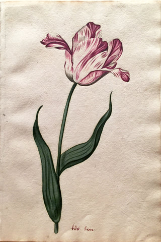 School of Anthony Claesz II (Dutch, 1607-1649), Tulip Study, fost son