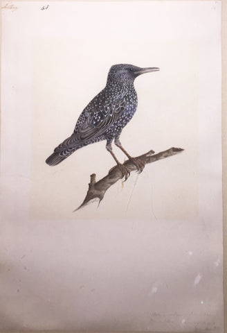 Company School, Common Starling