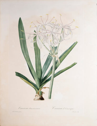 Pierre Joseph Redouté (1759-1840), Crinum Americanum, Plate 322