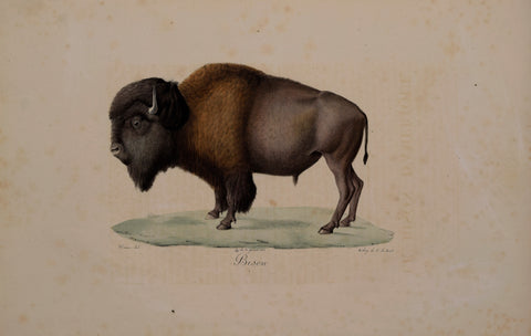 Frederic Cuvier (1769-1832) & Geoffroy Saint-Hilaire (1772-1844)  Bison