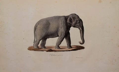 Frederic Cuvier (1769-1832) & Geoffroy Saint-Hilaire (1772-1844)  Elephant male d’Asie