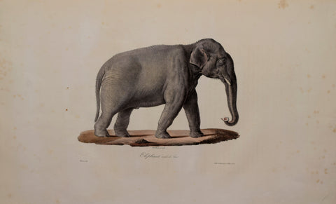 Frederic Cuvier (1769-1832) & Geoffroy Saint-Hilaire (1772-1844) Elephant male d’Asie