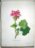 Sidonie Therese Louise Anna Hurtel d’Arboval, Collection des Geraniers, Cultives par Mlle. Sidonie Hurtel d’Arboval a Montreuil sur mer...