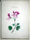Sidonie Therese Louise Anna Hurtel d’Arboval, Collection des Geraniers, Cultives par Mlle. Sidonie Hurtel d’Arboval a Montreuil sur mer...