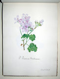Sidonie Therese Louise Anna Hurtel d’Arboval, Collection des Geraniers, Cultives par Mlle. Sidonie Hurtel d’Arboval a Montreuil sur mer...