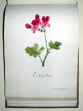 Sidonie Therese Louise Anna Hurtel d’Arboval, Collection des Geraniers, Cultives par Mlle. Sidonie Hurtel d’Arboval a Montreuil sur mer...