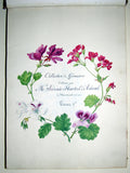 Sidonie Therese Louise Anna Hurtel d’Arboval, Collection des Geraniers, Cultives par Mlle. Sidonie Hurtel d’Arboval a Montreuil sur mer...