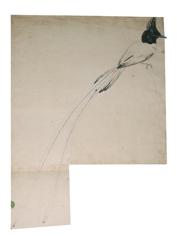 Samuel Daniell (British, 1775-1811), Album of field-sketches of Indian and Sri Lankan birds