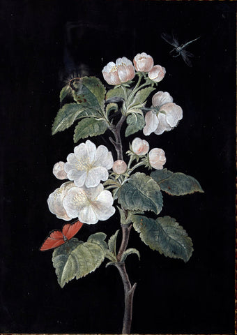 Barbara Regina Dietzsch (German, 1706-1783), Apple Blossom with Butterfly, Caterpillar, and Dragonfly