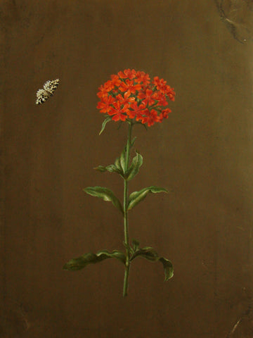 Barbara Regina Dietzsch (German, 1706-1783), Butterfly and Verbena