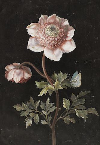 Barbara Regina Dietzsch (German, 1706-1783), Anemones and a Large Blue Butterfly (Phengaris arion)