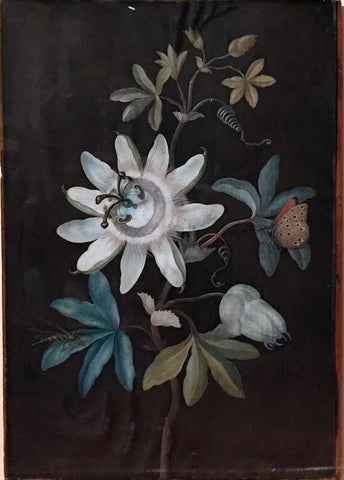 Barbara Regina Dietzsch (German, 1706-1783), Passion Flower and Dragonfly