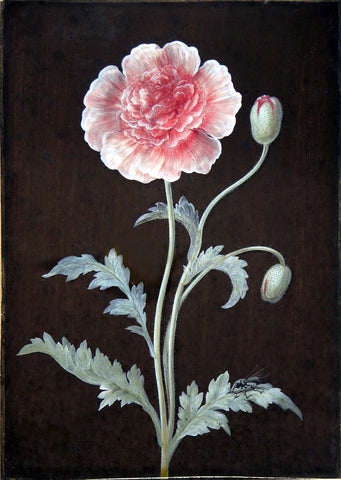 Barbara Regina Dietzsch (German, 1706-1783), Peony