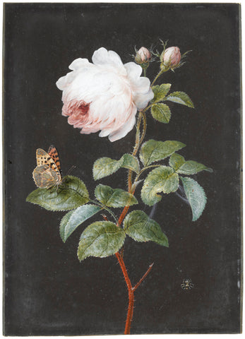 Barbara Regina Dietzsch (German, 1706-1783), Rose with a Butterfly and Spider
