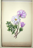 Ethel May Dixie (1876-1973), A Botanical album of South African Flowers.