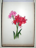 Ethel May Dixie (1876-1973), A Botanical album of South African Flowers.