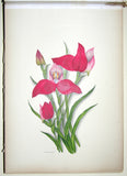 Ethel May Dixie (1876-1973), A Botanical album of South African Flowers.
