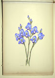 Ethel May Dixie (1876-1973), A Botanical album of South African Flowers.