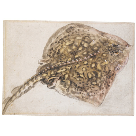 Dutch School (17TH CENTURY), A Thornback Ray