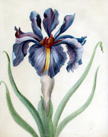 Sebastian Schedel (German, 1570-1628), Purple Iris