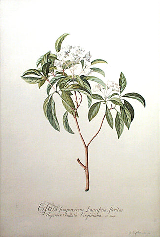 Georg Dionysius Ehret (German, 1708-1770), Cistus Sempervirens Laurifolia...