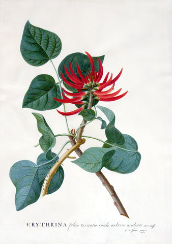 Georg Dionysius Ehret (German, 1708-1770), Erythrina folis ternatis caule arborco aculeate Hort Cliff (Coral Tree)