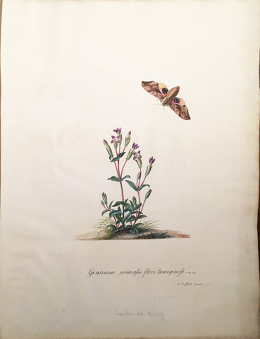 Georg Dionysius Ehret (German, 1708-1770), Gentiana pratensis flore lanuginoso c.b. pin