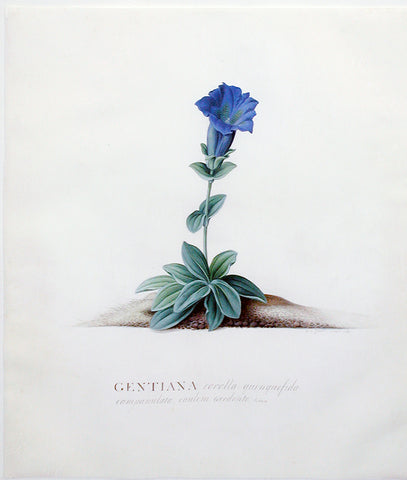 Georg Dionysius Ehret (German, 1708-1770), Gentiana (Spring Gentian)