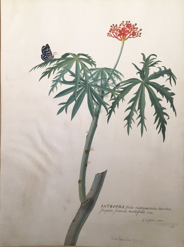 Georg Dionysius Ehret (German, 1708-1770), Iatropha folus multipartitus lavibus stipulus fetacis multifidis Linn.