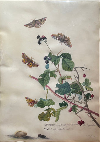 Georg Dionysius Ehret (British, 1708-1770), Mespilus a pu folio sylvestris sive oxycantha Rubus major fructu nigro 1B [Medlar and blackberry plants with emperor moths, caterpillars and pupae