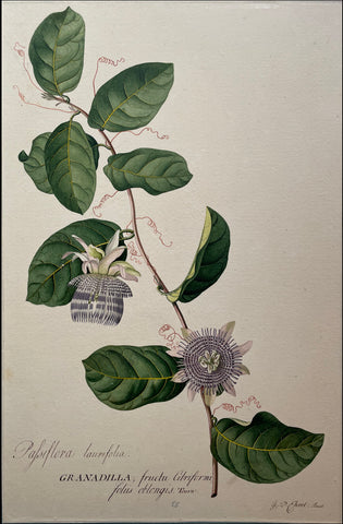 Georg Dionysius Ehret (British, 1708-1770), Passiflora Laurifolia Grandilla, fructu Citriformi foliis oblongis. Tourn.