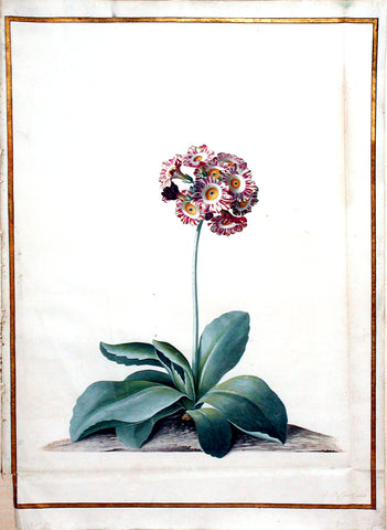 Georg Dionysius Ehret (German, 1708-1770), Pink Auricula