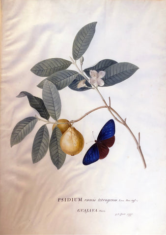 Georg Dionysius Ehret (German, 1708-1770), Psidium ramis tetragonis Linn. Hort. Ups Gujava Tourn.