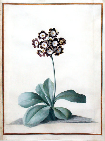 Georg Dionysius Ehret (German, 1708-1770), Pink Auricula