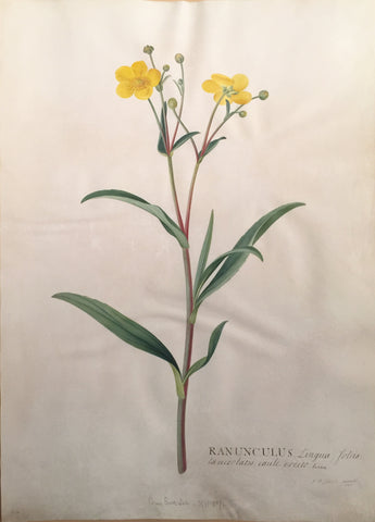 Georg Dionysius Ehret (German, 1708-1770), Ranunculus Lingula fotus lanceolatis caule oreto Linn.