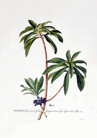 Georg Dionysius Ehret (German, 1708-1770), Thymelaea Laurifolia semperverins feu Laureola Mas Tourn.