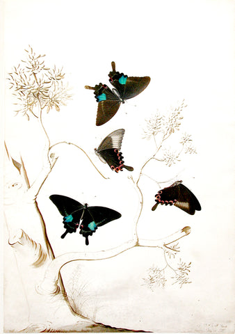 Georg Dionysius Ehret (German, 1708-1770), Spicebush Swallowtail Butterflies