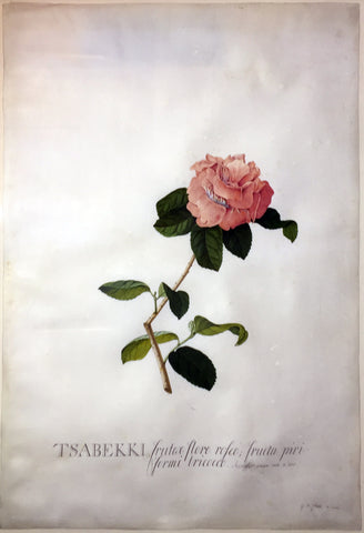 Georg Dionysius Ehret (German, 1708-1770), Tsabekki fructae flore rosio fructu piri formio tricico (Rosa Tsabekki)