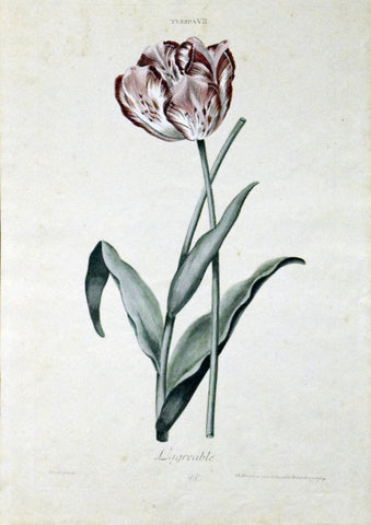 Georg Ehret (1708-1770), Tulipa VII, L’agreable 48