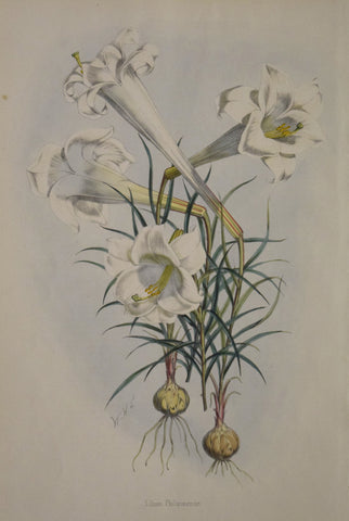 John Henry Elwes (1846-1922), Lillium Philipinense