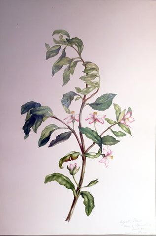 Charles Empson (British, 1794-1861), Aquatu Plant Surinam