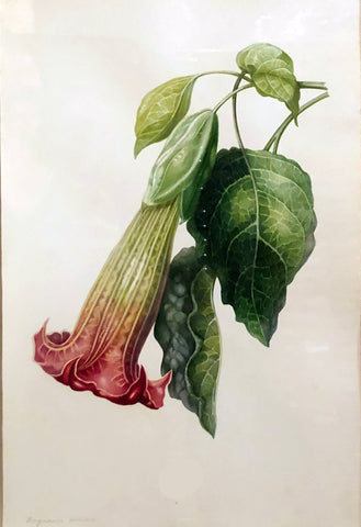 Charles Empson (British, 1794-1861), Brugmansia Coccinea