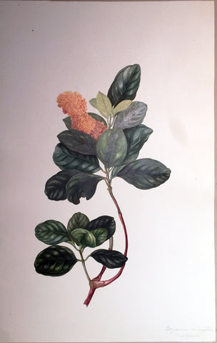 Charles Empson (British, 1794-1861), Brysonima Contentifolia